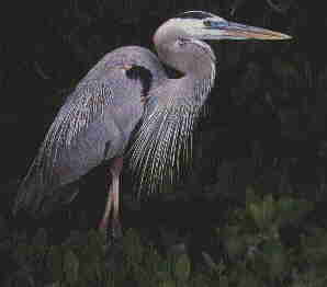 heron.jpg (4902 bytes)