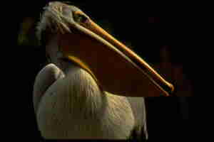 pelican.jpg (3448 bytes)